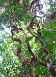 Monkey Vines